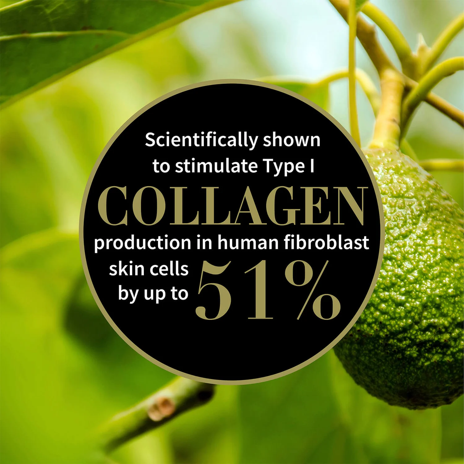 Αντίποδες Antipodes Divine Face Oil Rosehip And Avocado Oil 30ml 2 Αντίποδες Antipodes Divine Face Oil Rosehip And Avocado Oil 30ml - Image 2