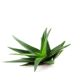 Mavala Clean & Comfort Caress Toning Lotion 200ml -Skincare Store 11484410 1264508934639750