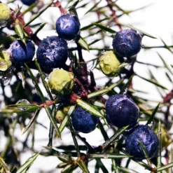 Davidoff Cool Water Wave Man Eau De Toilette 75ml -Skincare Store 11517858 1214658700462024