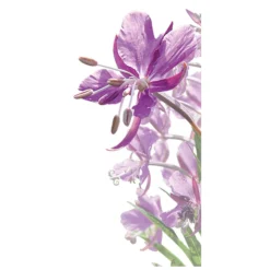 Mavala The Essentials Healthy Glow Set (Worth £44.14) 17 Mavala The Essentials Healthy Glow Set (Worth £44.14) -Skincare Store 11766093 1254623012517386