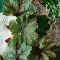 Molton Brown Geranium Nefertum Body Lotion 300ml -Skincare Store 12087669 1804664397218013